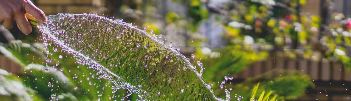 Arroser ses plantes avec de l'eau de pluie