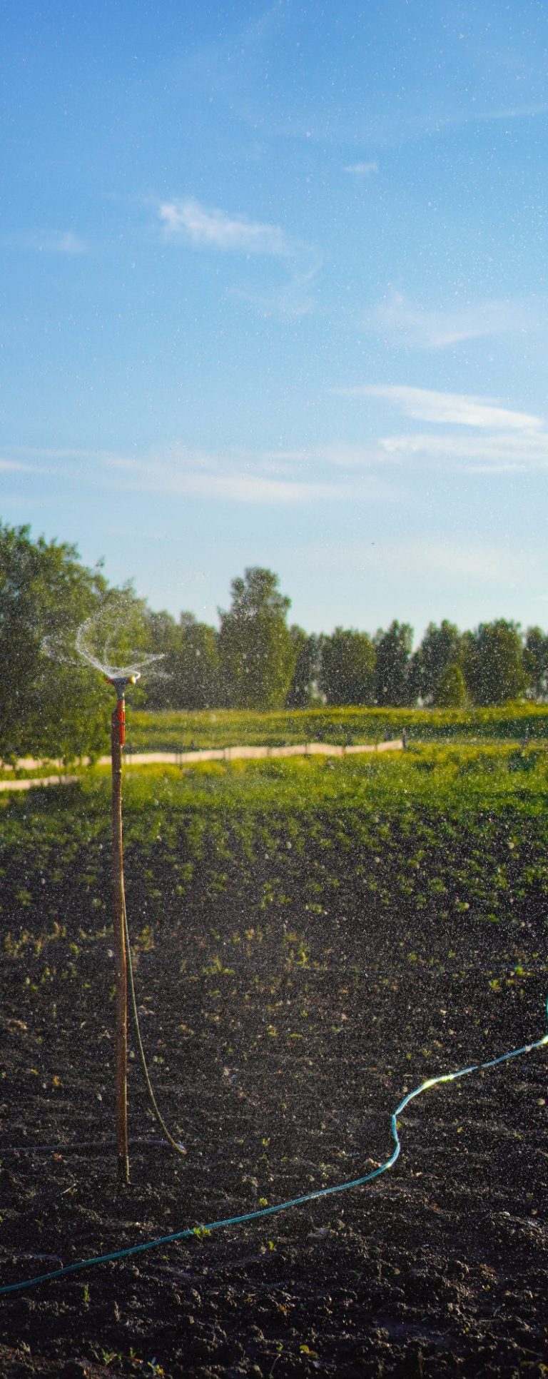 utiliser eau de pluie pour arroser jardin